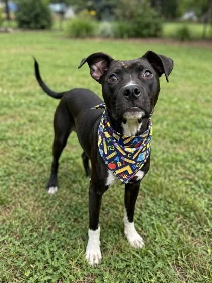 An adult medium-sized male Pit Bull Terrier dog named Brutus for adoption in Gulfport, MS