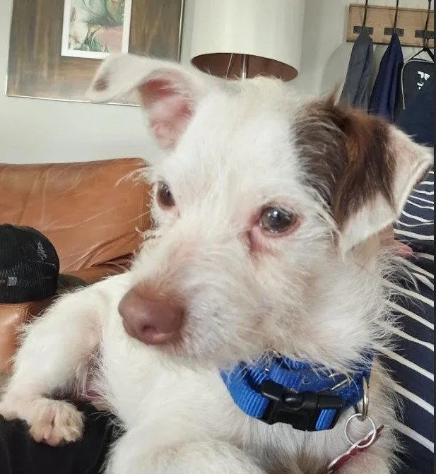 An adult small-sized male Wire Fox Terrier dog named Digby for adoption in San Diego, CA