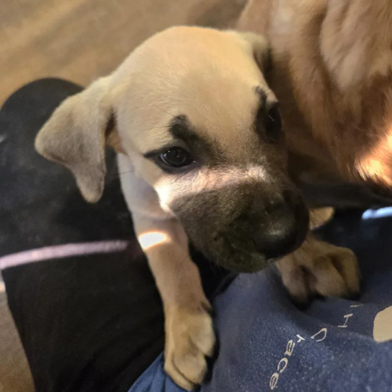 A baby large-sized female Brown / Chocolate Mixed Breed dog named Mabel for adoption in Brownsboro, AL