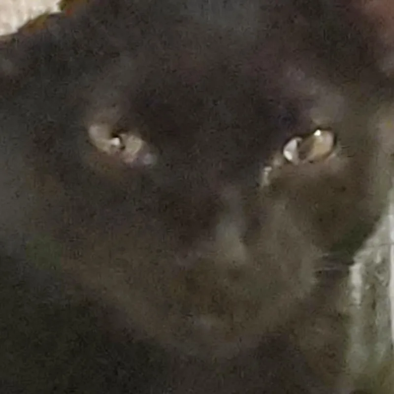 A young small-sized male Black Domestic Short Hair cat named Mercury for adoption in Muncie, IN