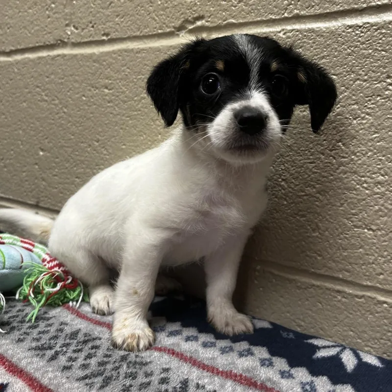 A baby small-sized male Black Beagle dog named Pharaoh for adoption in Caryville, TN