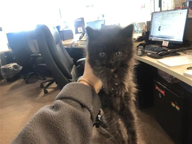 A baby small-sized female Domestic Long Hair cat named Melinda Jr for adoption in Saint Louis, MO