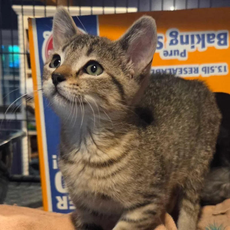 A baby small-sized female Brown / Chocolate Domestic Short Hair cat named Marina for adoption in Hanna City, IL