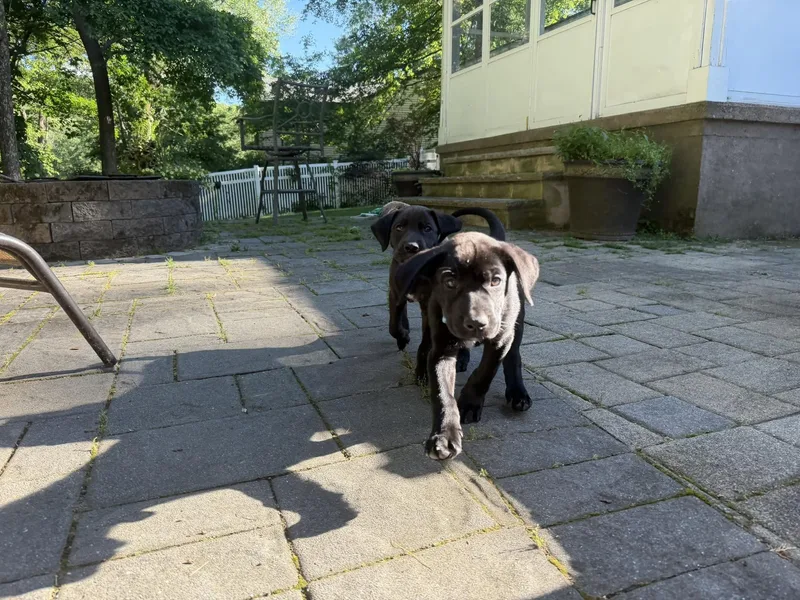 A baby medium-sized male Black Labrador Retriever dog named Goose for adoption in Riverdale, NJ