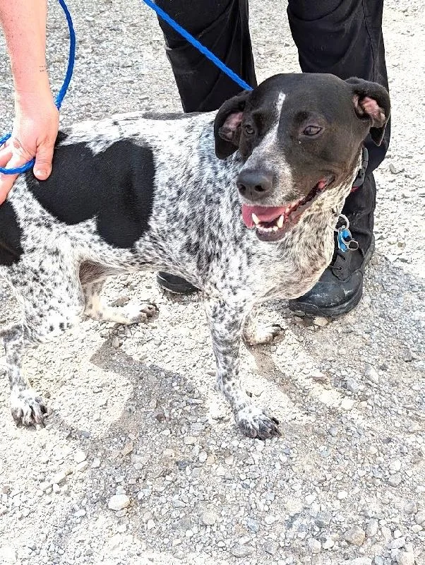 An adult medium-sized female German Shorthaired Pointer dog named Dixie for adoption in Scottsburg, IN