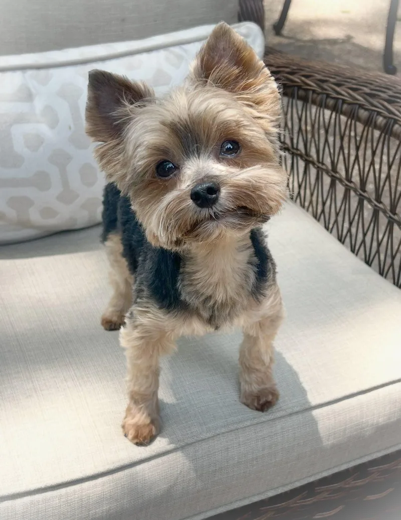 A young small-sized male Brown / Chocolate Yorkshire Terrier dog named Bo & Duke for adoption in Antioch, TN