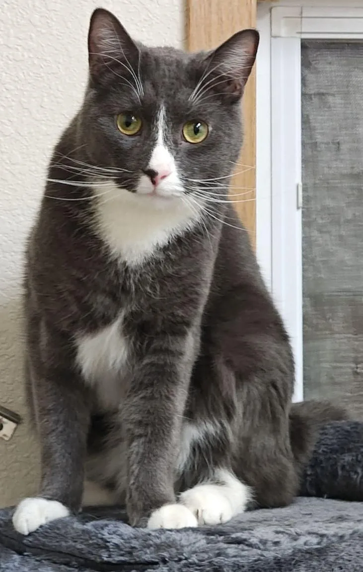 An adult medium-sized male Gray & White Domestic Short Hair cat named Kawtherand Zaid for adoption in Wahpeton, ND