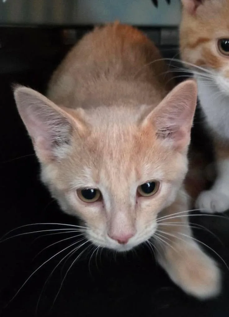A baby medium-sized male Domestic Short Hair cat named Gucci for adoption in Cloquet, MN
