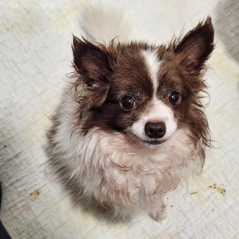 A senior small-sized male Chihuahua dog named Micky for adoption in Walnutport, PA