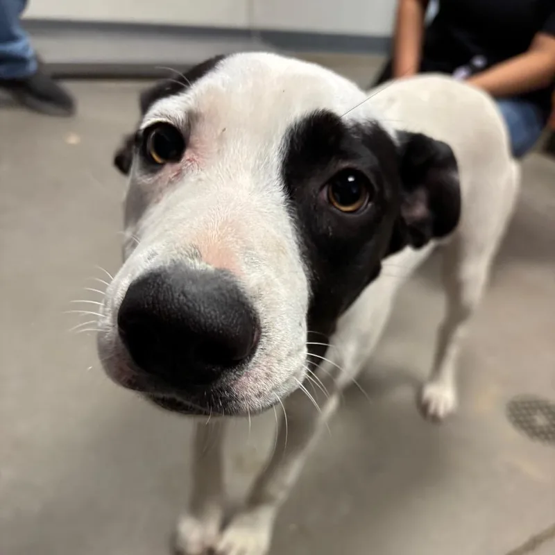 A young medium-sized female Labrador Retriever dog named Frida for adoption in Yuma, AZ
