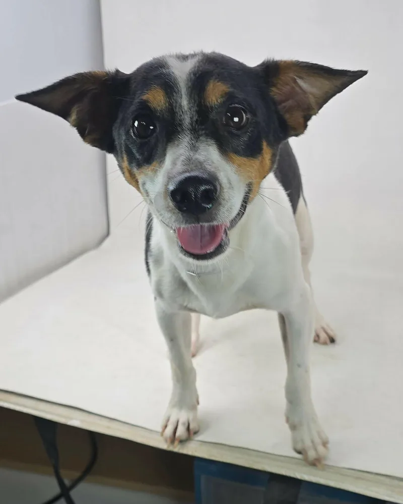 An adult small-sized male Tricolor (Brown, Black, & White) Rat Terrier dog named Kudzu for adoption in Newport, TN