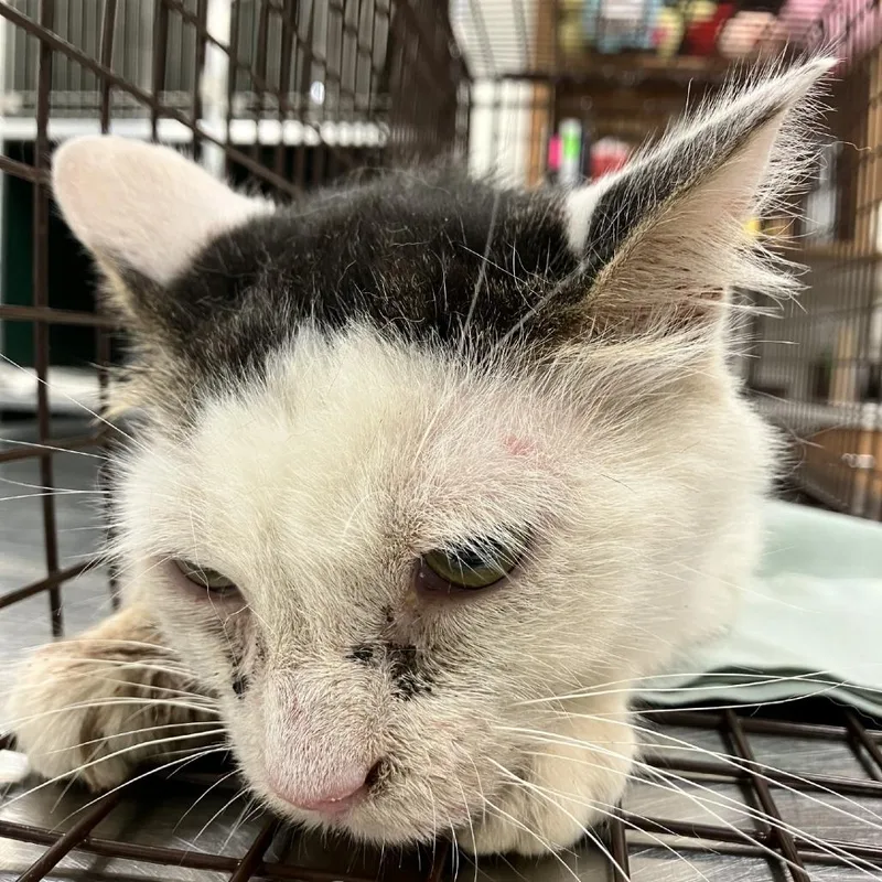 An adult medium-sized female Domestic Medium Hair cat named Hope for adoption in Las Cruces, NM