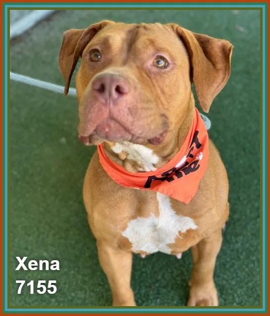 Xena thumbnail 2