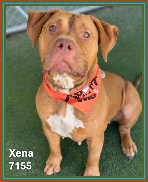 Xena thumbnail 3