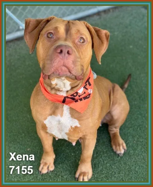 Xena thumbnail 4