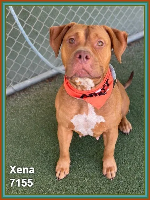 Xena thumbnail 5