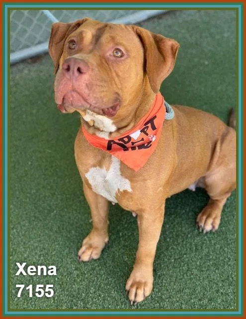 Xena thumbnail 6