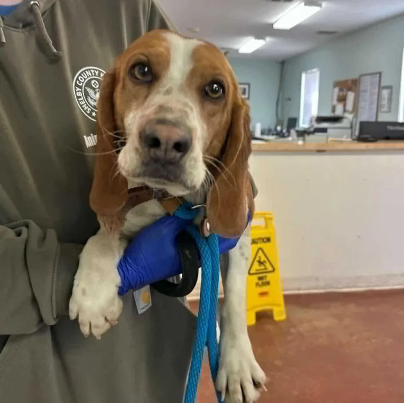 Tagalong thumbnail 2