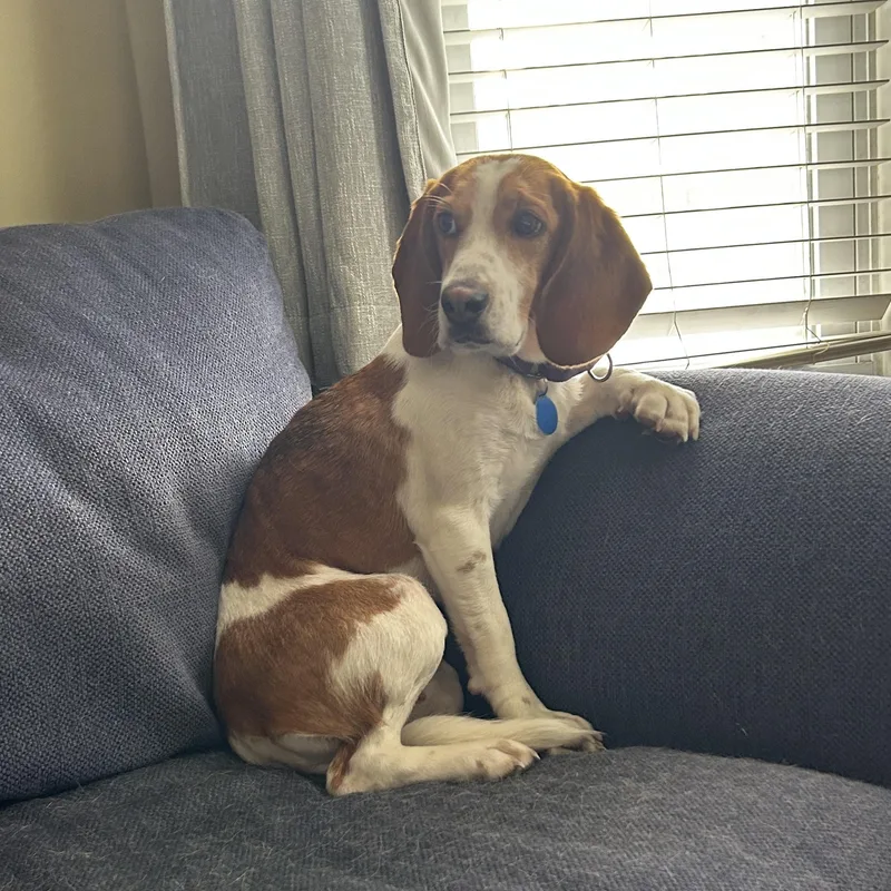 Tagalong thumbnail 4