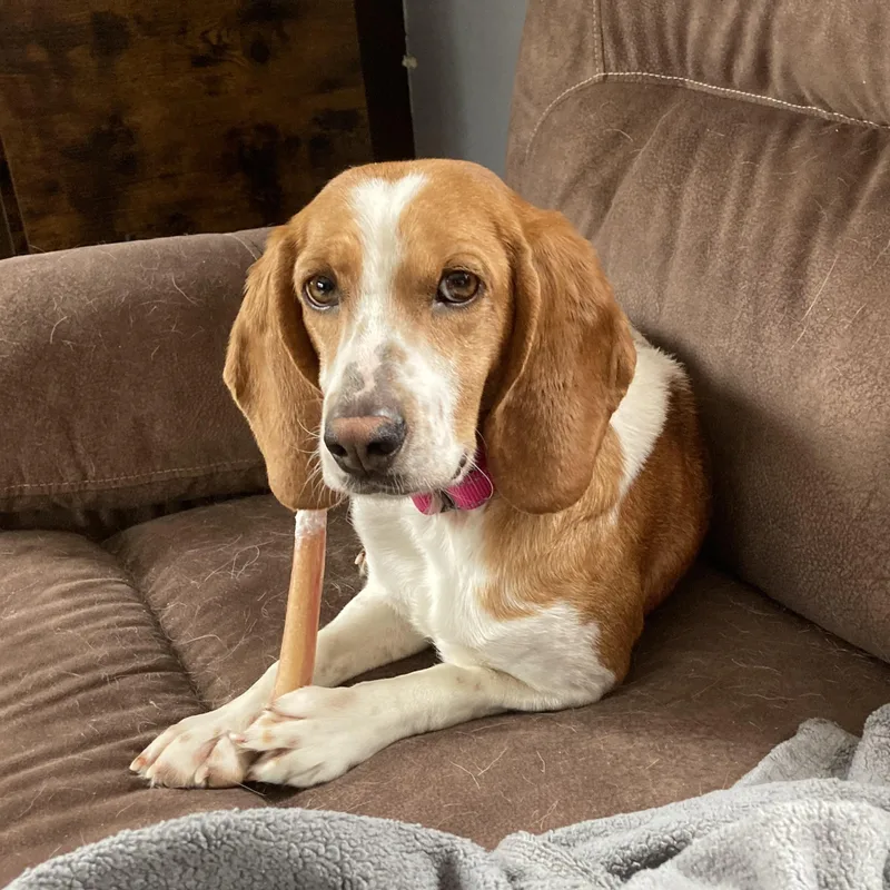 Tagalong thumbnail 6