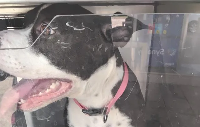 An adult large-sized female Mixed Breed dog named Milly for adoption in Dallas, TX