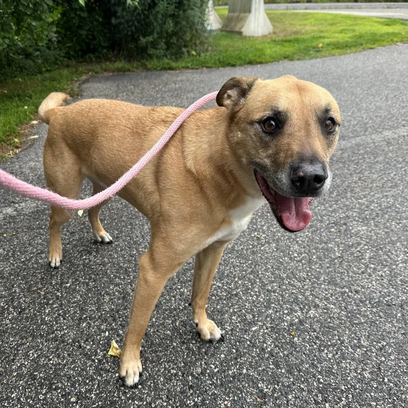 A senior medium-sized male Yellow / Tan / Blond / Fawn Mixed Breed dog named King for adoption in Bedford, NH
