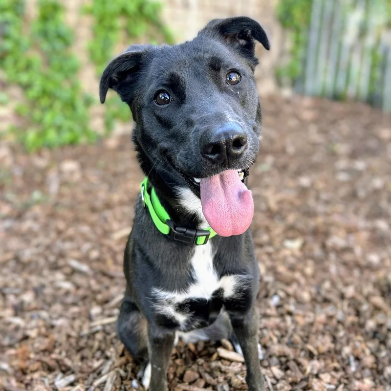 A young medium-sized female Labrador Retriever dog named Baobao for adoption in Oakland, CA