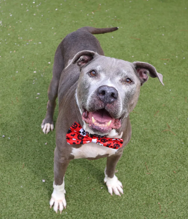 A senior medium-sized male Mixed Breed dog named Tank for adoption in Athens, GA