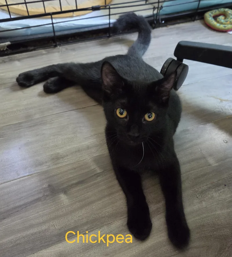A baby medium-sized female Black Domestic Short Hair cat named Chickpea for adoption in Richmond, VA