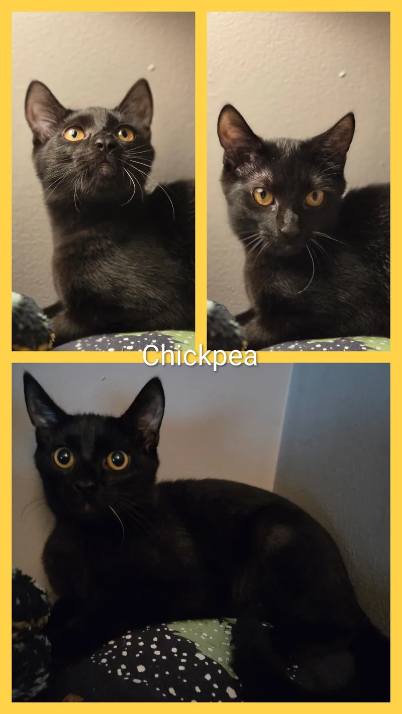 Chickpea thumbnail 2