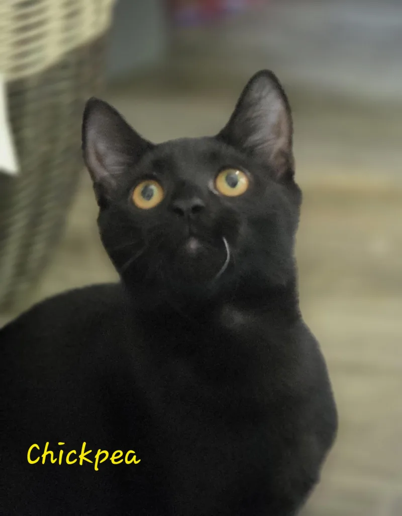 Chickpea thumbnail 3