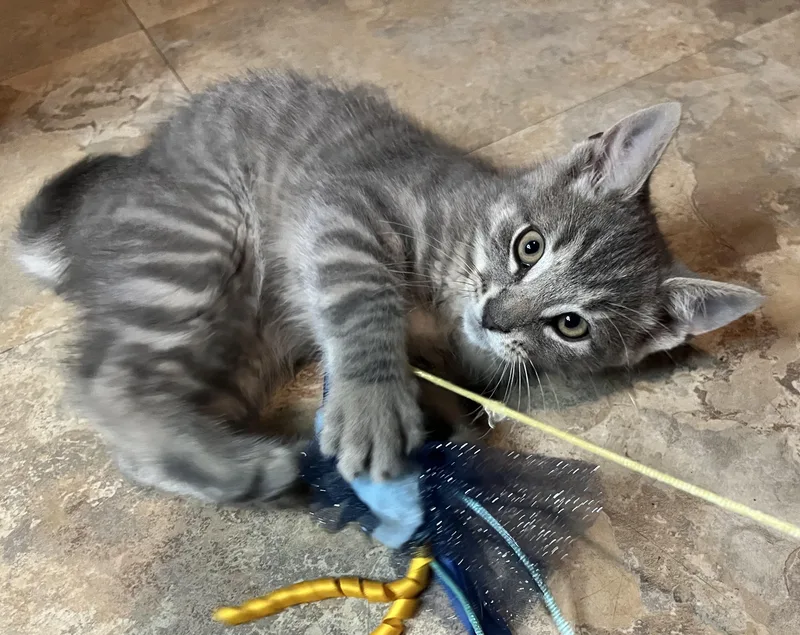 A baby medium-sized male Buff / Tan / Fawn Domestic Short Hair cat named Sunny And Dewy for adoption in Rocky Hill, CT