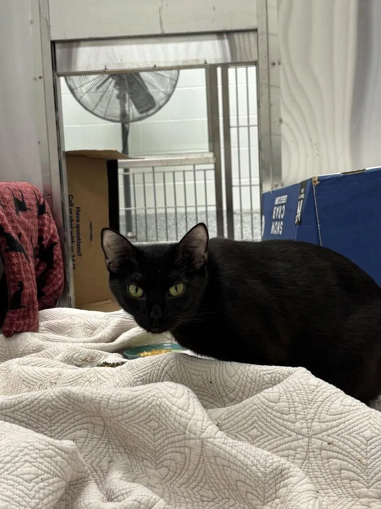 A young small-sized female Black Domestic Short Hair cat named Kushina for adoption in Raleigh, NC