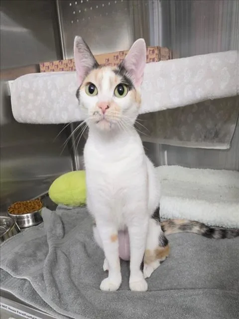 An adult small-sized female Domestic Short Hair cat named Nezuko for adoption in Woodland, CA