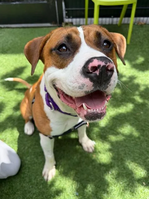 A young medium-sized male Pit Bull Terrier dog named Checkers for adoption in San Francisco, CA