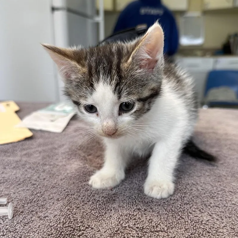 A baby small-sized male Brown / Chocolate Domestic Short Hair cat named Volcom for adoption in East Smithfield , PA