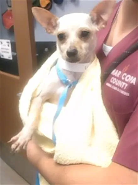 An adult small-sized female Chihuahua dog named Ella for adoption in Phoenix, AZ