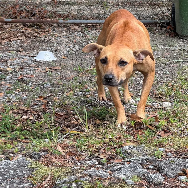 An adult medium-sized female Brown / Chocolate Mixed Breed dog named StrayColeDrive for adoption in Columbus, GA