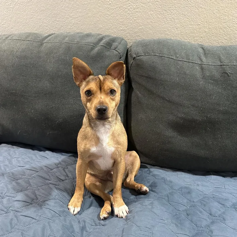 An adult small-sized male Jack Russell Terrier dog named Rusty Rowan for adoption in New Orleans, LA