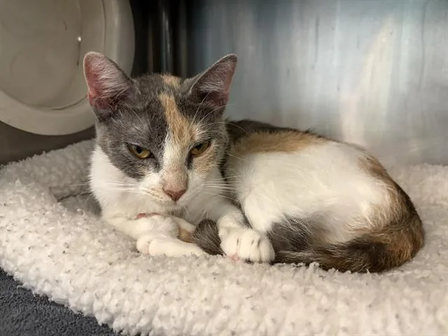 A young medium-sized female Domestic Short Hair cat named Pipper for adoption in Houston, TX