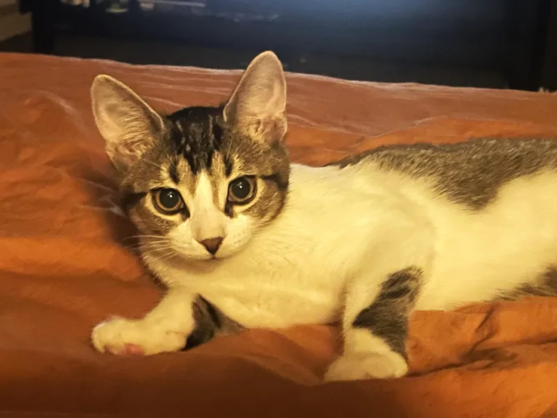 Jax