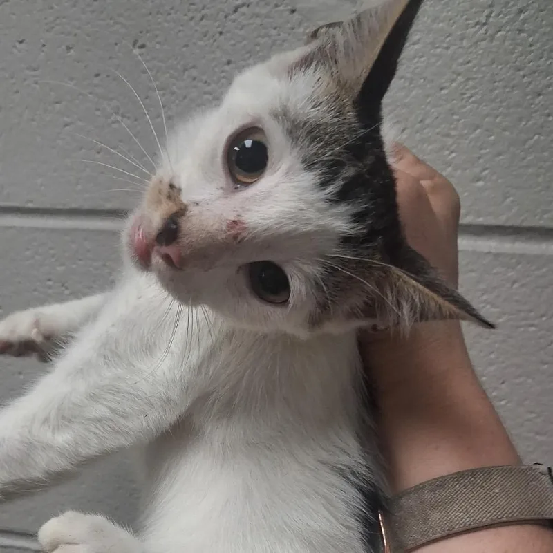 A baby small-sized male White Domestic Short Hair cat named Aaron Purr for adoption in Austin, TX