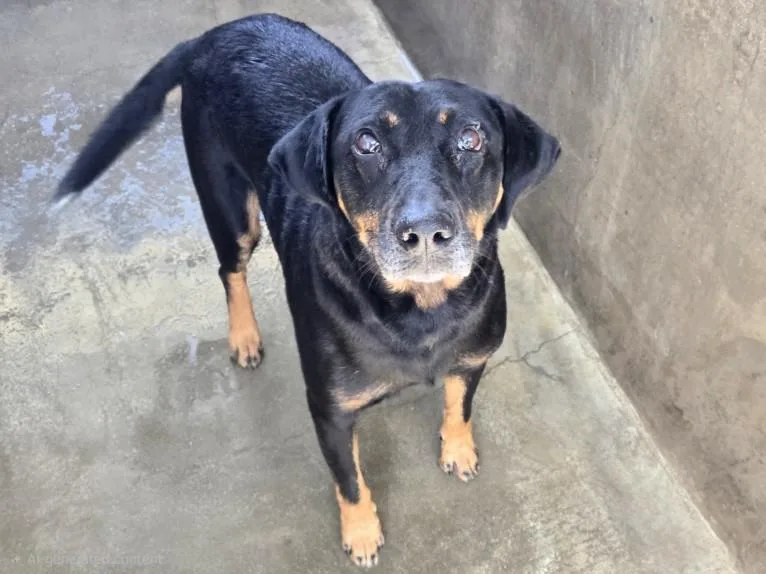 An adult medium-sized male Rottweiler dog named Smalls for adoption in Van Nuys, CA