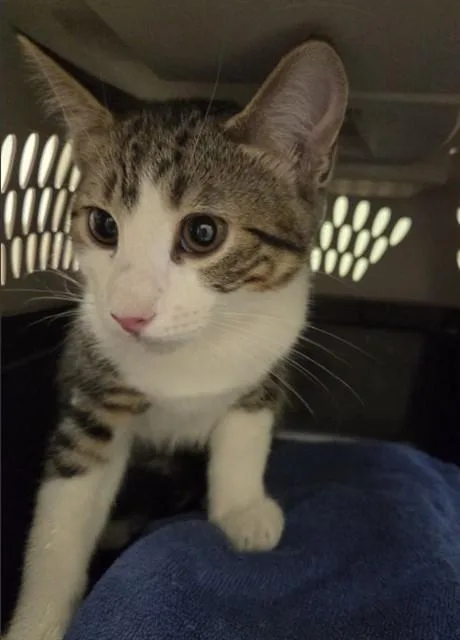 A baby small-sized male Domestic Short Hair cat named Beetle for adoption in Brighton, CO