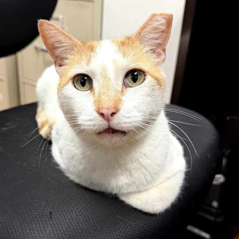 A senior medium-sized male White Domestic Short Hair cat named Albe for adoption in Melrose, FL
