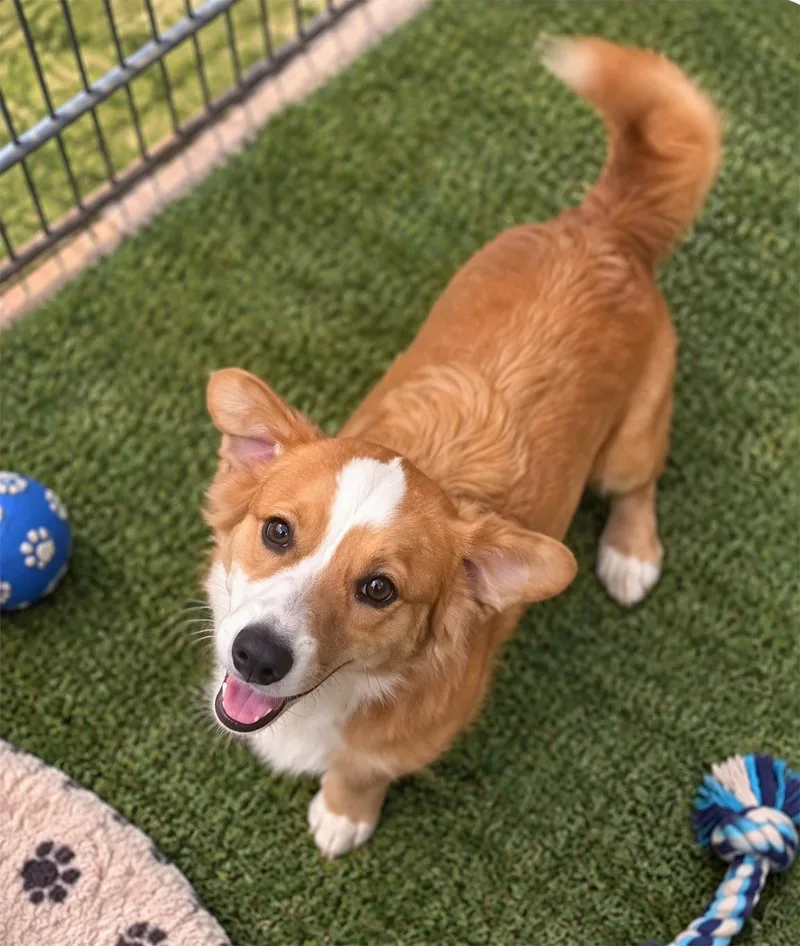 A young medium-sized female Corgi dog named Koa for adoption in Orange, CA