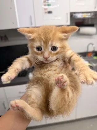 A baby small-sized female Domestic Short Hair cat named Paprika for adoption in West Chester, PA