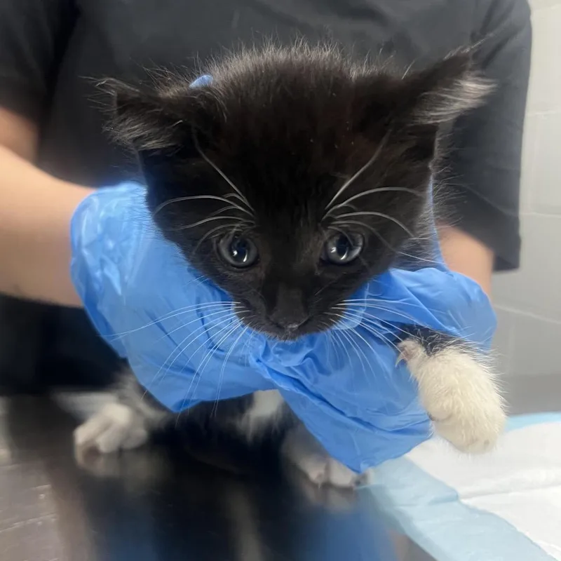 Socks @ Petsmart In
