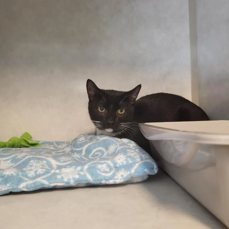 Socks @ Petsmart In thumbnail 2