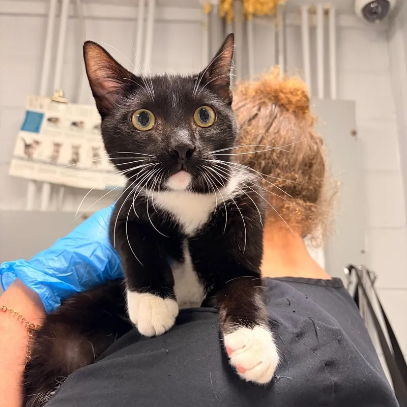 Socks @ Petsmart In thumbnail 3